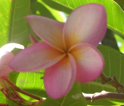 Plumeria